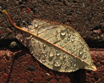 Blött löv med droppar på marken