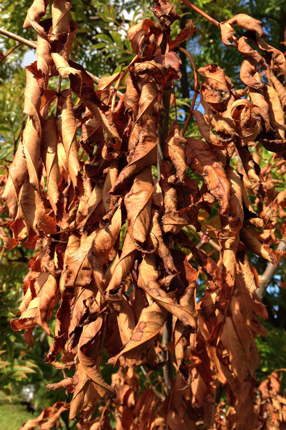 Terrakottafärgade löv i ett träd