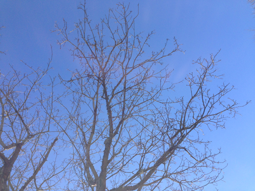 Blå himmel med trädgrenar
